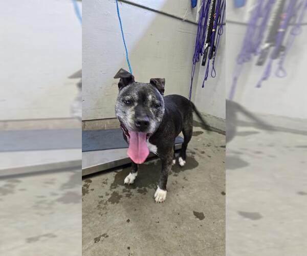 Medium Photo #1 Mutt Puppy For Sale in Camarillo, CA, USA