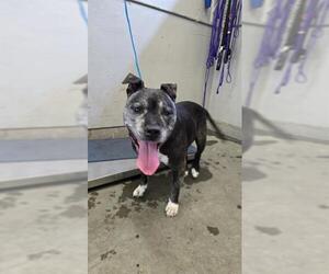 Mutt Dogs for adoption in Camarillo, CA, USA