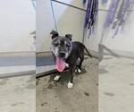 Small Mutt
