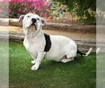 Small #6 Basset Hound