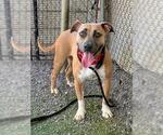Small #3 American Pit Bull Terrier Mix