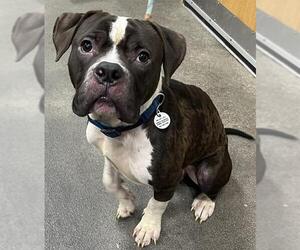 Medium American Bulldog Mix