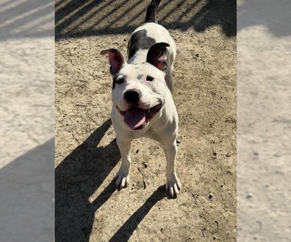 Medium Photo #1 Mutt Puppy For Sale in Riverside, CA, USA