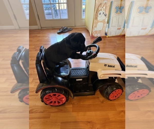 Medium Photo #5 Labrador Retriever Puppy For Sale in CLINTWOOD, VA, USA