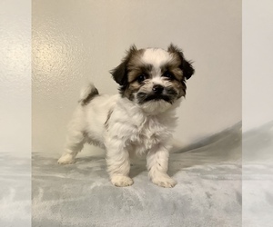 ShiChi Puppy for sale in HILLSBORO, WI, USA