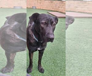 Lotte - Female Holland Shepherd-Labrador Retriever Mix Dog for Adoption - Photo #4