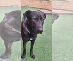 Small Photo #4 Holland Shepherd-Labrador Retriever Mix Puppy For Sale in Rockwall, TX, USA