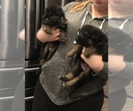 Small Photo #10 German Shepherd Dog Puppy For Sale in UTICA, NY, USA