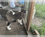 Small Photo #9 Akita Puppy For Sale in FLORISSANT, MO, USA