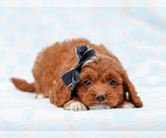 Small Cavapoo-Poodle (Toy) Mix