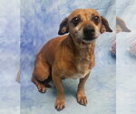 Small #3 Dachshund
