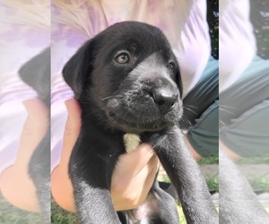 Labrador Retriever Puppy for sale in RED LION, PA, USA