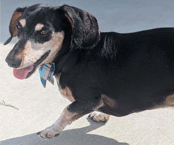 Medium Photo #5 Dachshund Puppy For Sale in Shelbyville, TN, USA