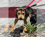 Small #3 Labrador Retriever Mix