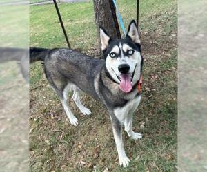 Siberian Husky-Unknown Mix Dogs for adoption in Texas City, TX, USA