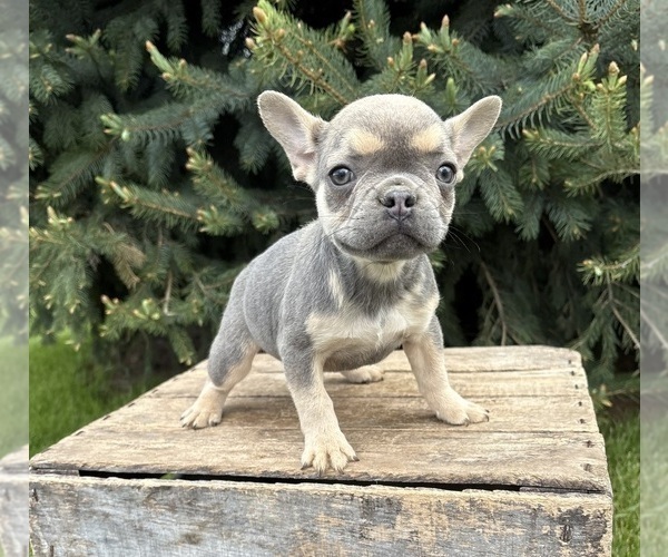 Medium Photo #2 French Bulldog Puppy For Sale in MIDDLEBURY, IN, USA