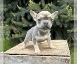 Small #1 French Bulldog