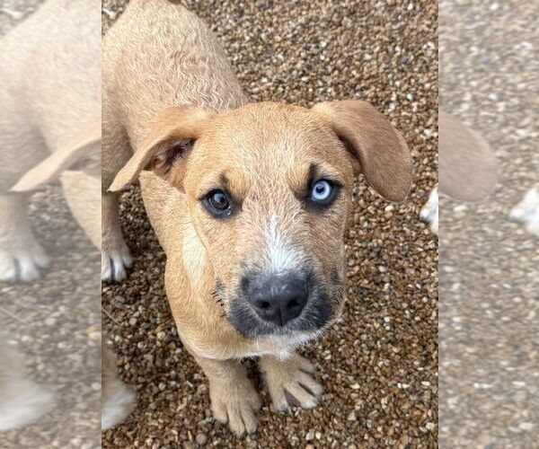 Medium Photo #1 Australian Shepherd-German Shepherd Dog Mix Puppy For Sale in Bolivar, MO, USA