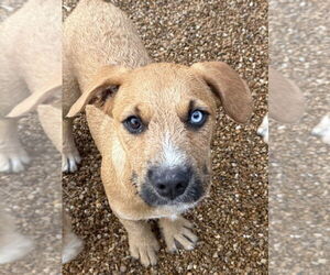 Australian Shepherd-German Shepherd Dog Mix Dogs for adoption in Bolivar, MO, USA