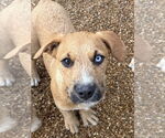 Small Australian Shepherd-German Shepherd Dog Mix