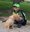 Small Photo #1 Labrador Retriever Puppy For Sale in VEEDERSBURG, IN, USA