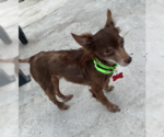 Small Photo #3 Chihuahua-Unknown Mix Puppy For Sale in San Diego, CA, USA