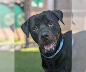 Rottweiler Dogs for adoption in Hillsboro, NH, USA