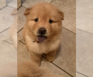Chow Chow Puppy for sale in YUCAIPA, CA, USA