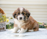 Puppy Roscoe Aussiedoodle Miniature
