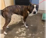 Small American Pit Bull Terrier Mix