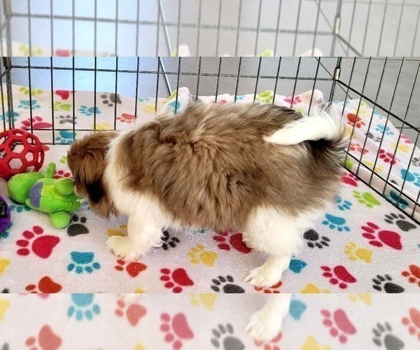 Medium Photo #12 Japanese Chin Puppy For Sale in ORO VALLEY, AZ, USA