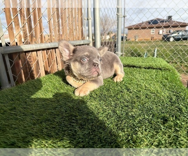 Medium Photo #22 French Bulldog Puppy For Sale in LAS VEGAS, NV, USA