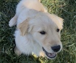 Puppy Sterling Golden Retriever