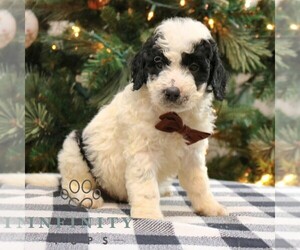 Goldendoodle-Labrador Retriever Mix Puppy for sale in NARVON, PA, USA