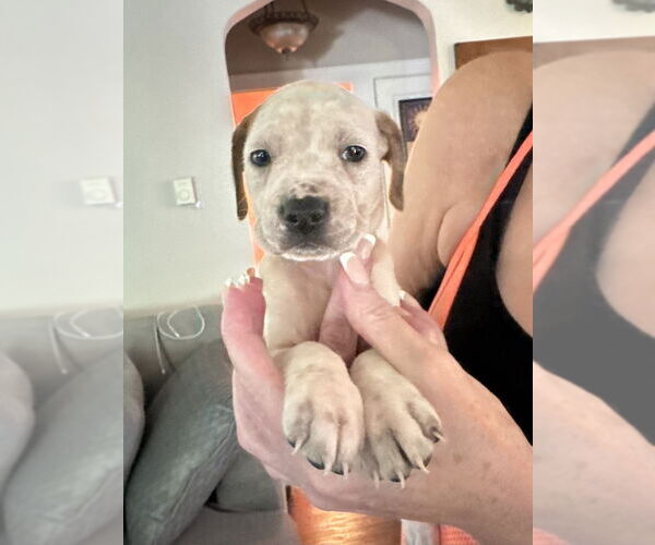 Medium Photo #1 American Staffordshire Terrier-Unknown Mix Puppy For Sale in Brewster, NY, USA