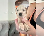 Small American Staffordshire Terrier Mix
