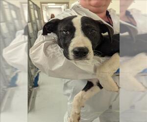 Labrador Retriever Dogs for adoption in Conroe, TX, USA