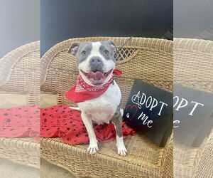 Mutt Dogs for adoption in Rockaway, NJ, USA