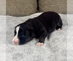 Small Photo #11 Australian Shepherd Puppy For Sale in SALISBURY, NC, USA