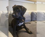 Small #1 Lab-Pointer