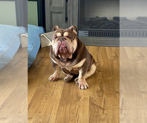 Medium Photo #1 American Bulldog-Unknown Mix Puppy For Sale in Salt Lake City, UT, USA