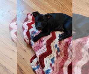 Maltador Dogs for adoption in pomfret, CT, USA