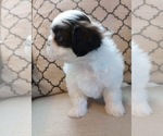 Small Photo #5 Shih Tzu Puppy For Sale in ALLENSVILLE, KY, USA