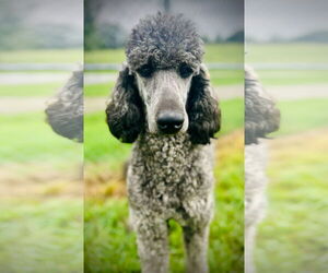 Poodle (Standard)-Unknown Mix Dogs for adoption in Pacolet, SC, USA