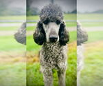 Small Poodle (Standard) Mix