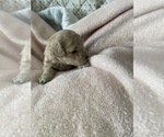 Puppy Puppy 2 Poodle (Miniature)