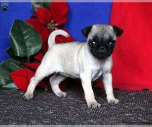 Pug Puppy for sale in CLAYMONT, DE, USA