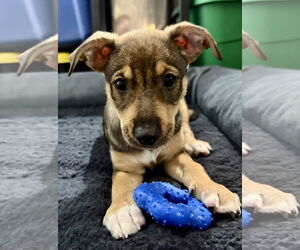 Medium Chihuahua Mix