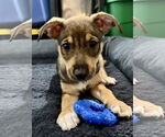 Small Chihuahua Mix