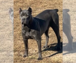 Mother of the Cane Corso puppies born on 12/23/2025